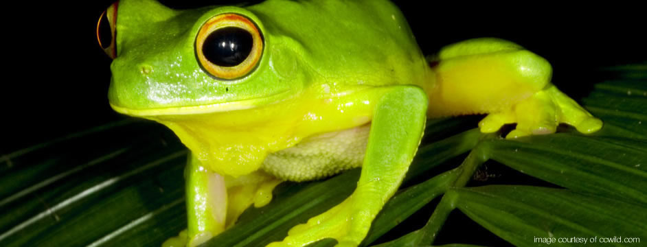 Green Treefrog - Daintree Rainforest