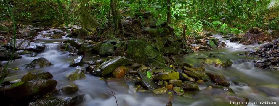 Creek - Daintree Rainforest