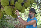 Cape Trib Fruit Farm Tours Cape Trib Fruit Farm Tours