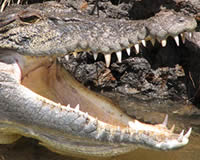 Crocodile Spotting - Daintree River