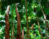 Daintree Tours & Adventure Daintree Tours & Adventure