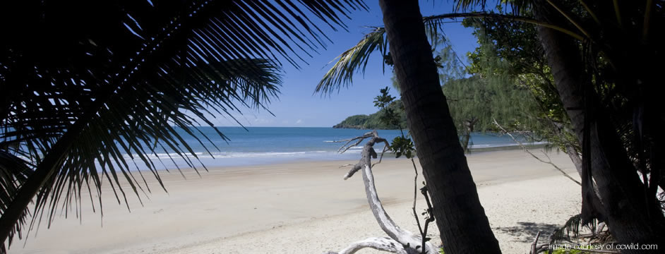 Beach - Daintree Rainforest