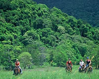 Horse Riding - Daintree Rainforest